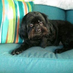 Meet your Posher, Laurie